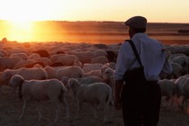 The Shepherd: The holy innocent