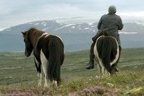 Of Horses and Men wins the Golden Iris Award at the Brussels Film Festival